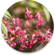 Epimedium flowers, one of the botanicals pictured on the Gluco Recover sales page