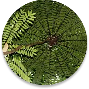 Eurycoma longifolia root, one of the botanicals pictured on the Gluco Recover sales page