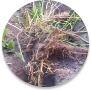 Nettle root, one of the botanicals pictured on the Gluco Recover sales page
