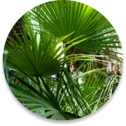 Saw palmetto berries, one of the botanicals pictured on the Gluco Recover sales page